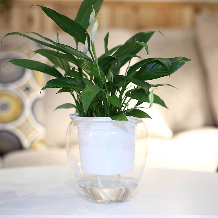 Transparent water container (Transparent-S)