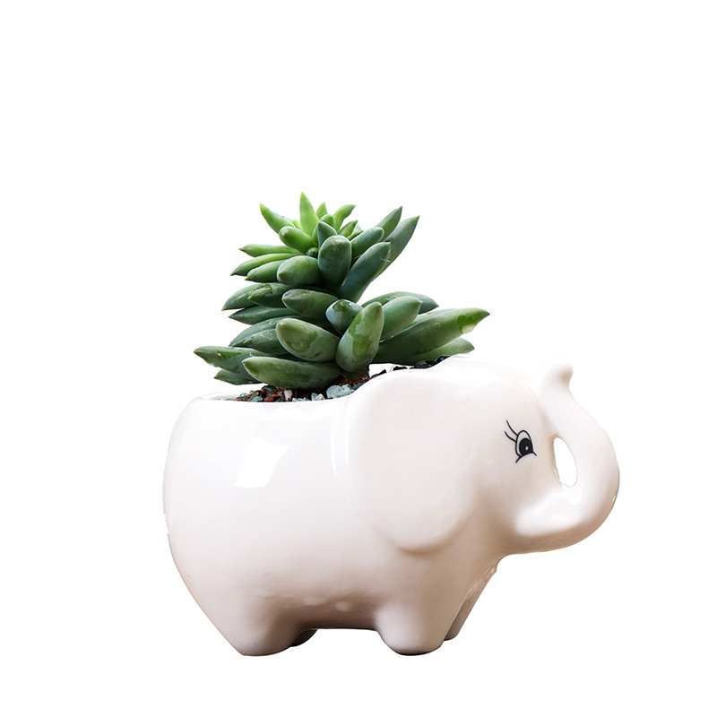 Ceramic Succulent Pot