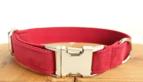 Pet Traction Collar Dog