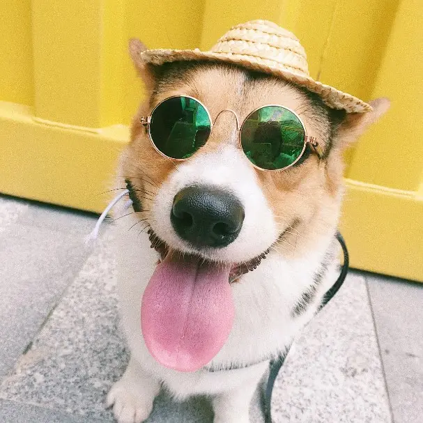 Pet Photo Glasses