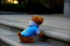 Autumn and winter dog clothes cotton vest - Blue - View 1