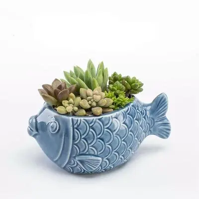 Succulent flower pot - Fathead Fish