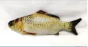 Crucian