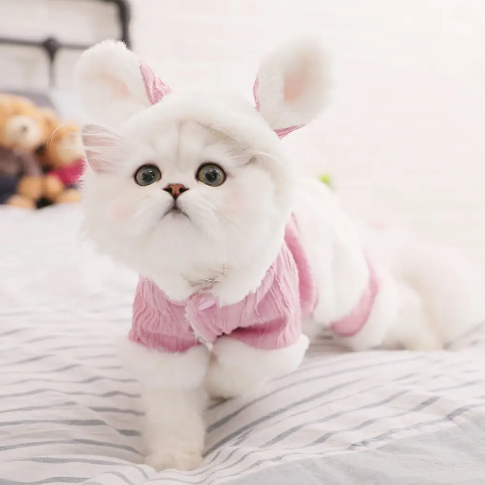 Kitten clothes British short American short puppet pet