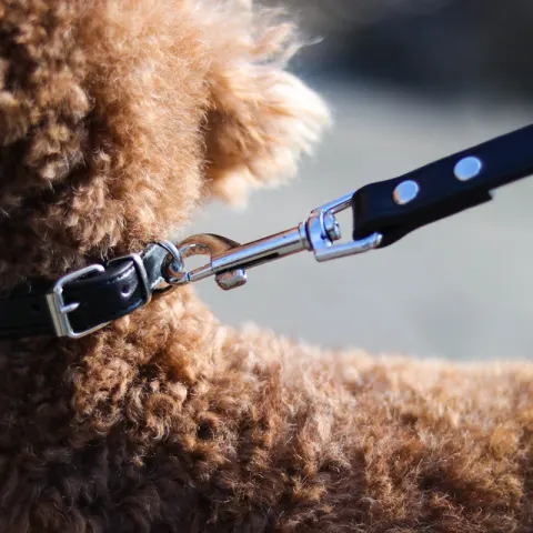 Pet Leash Collar