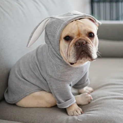 Dog Pet Clothes Spring and Autumn Clothing