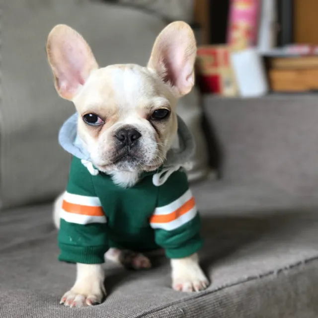 Pet sweater Green - Shop at LoveMi