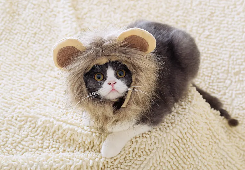 Lion headgear cat hat cute transformation