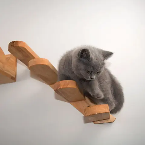 Cats Climbing Ladders on Solid Wood Walls