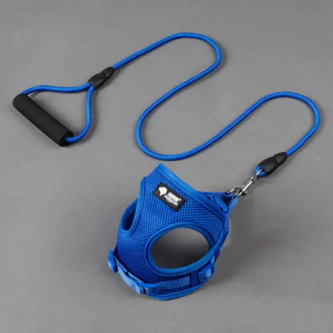 Dog Leash Dog Dog Collar
