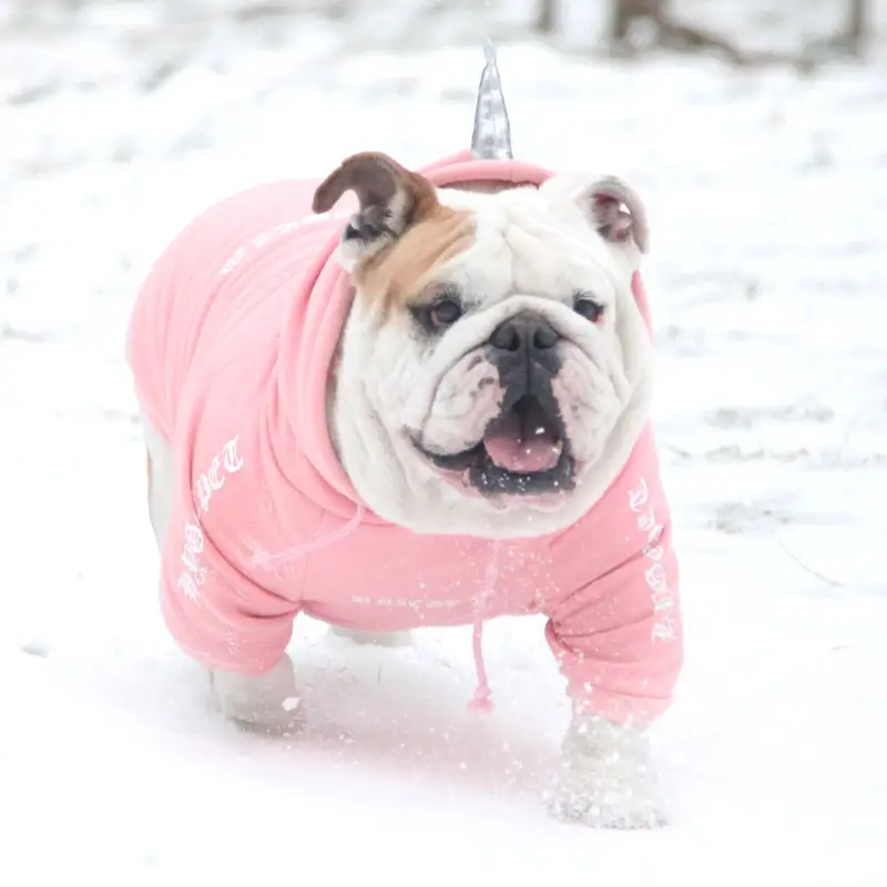English cattle and dog clothes