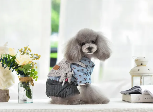 Teddy dog clothing in autumn and winter Blue - Shop at LoveMi