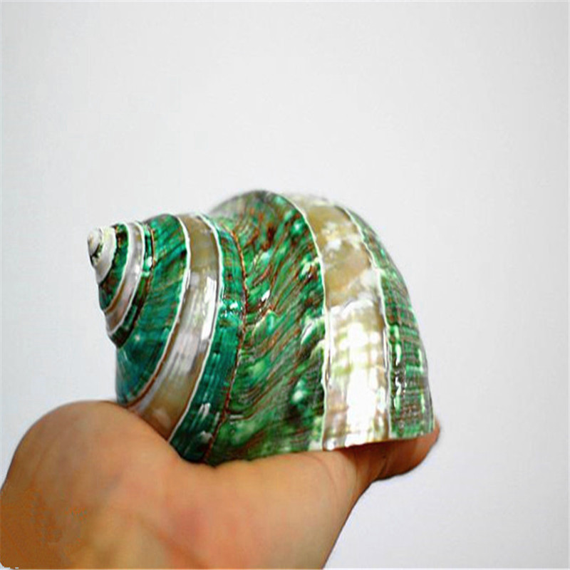 Conch and shell specimen (Green)