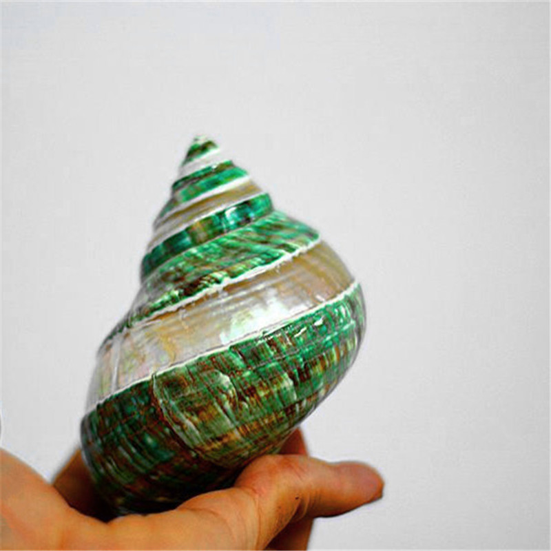 Conch and shell specimen (Green)