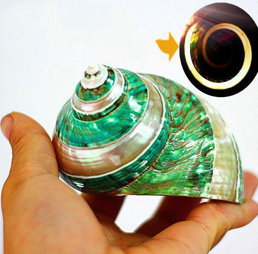Conch and shell specimen (Green)