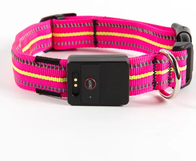 Pet dog glowing collar Pink - Shop at LoveMi