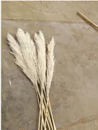 Reed dried flower bouquet Not Too Soft - Shop at LoveMi