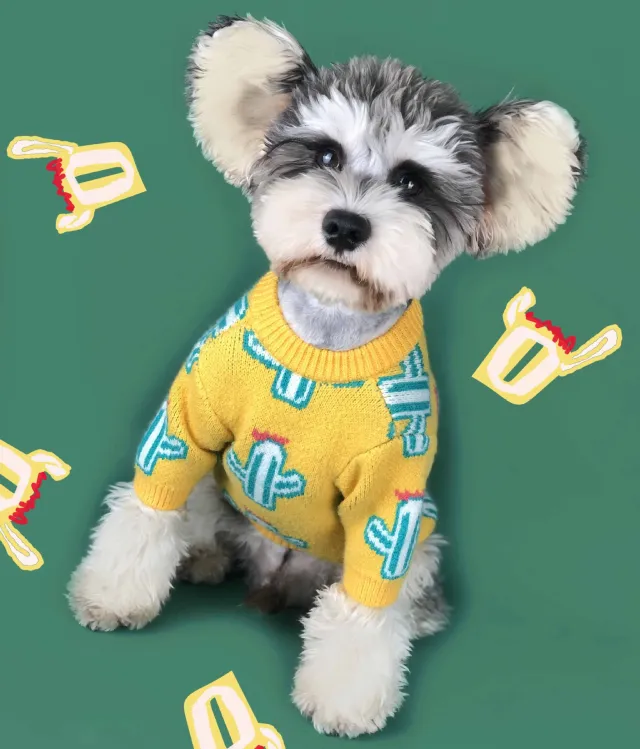 Pet cactus sweater Yellow - Shop at LoveMi