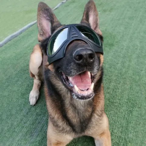 Dog Glasses Waterproof Snow-Proof Pet Goggles Soft Frame Comfortable