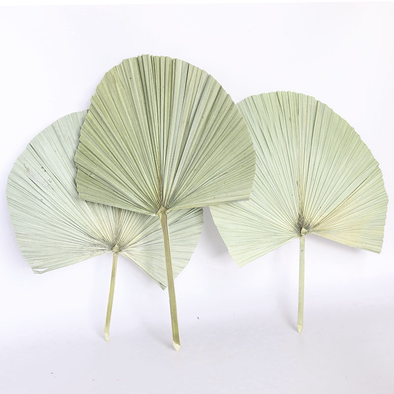 Real Natural Palm Leaves Large Size Palm Leaf For Home Decor