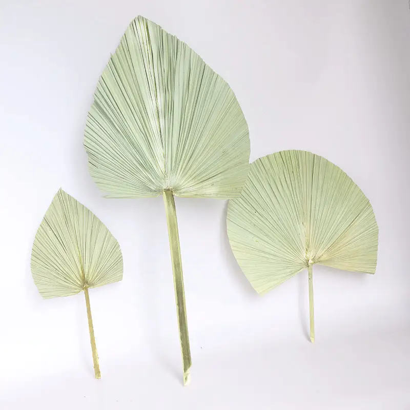 Real Natural Palm Leaves Large Size Palm Leaf For Home Decor