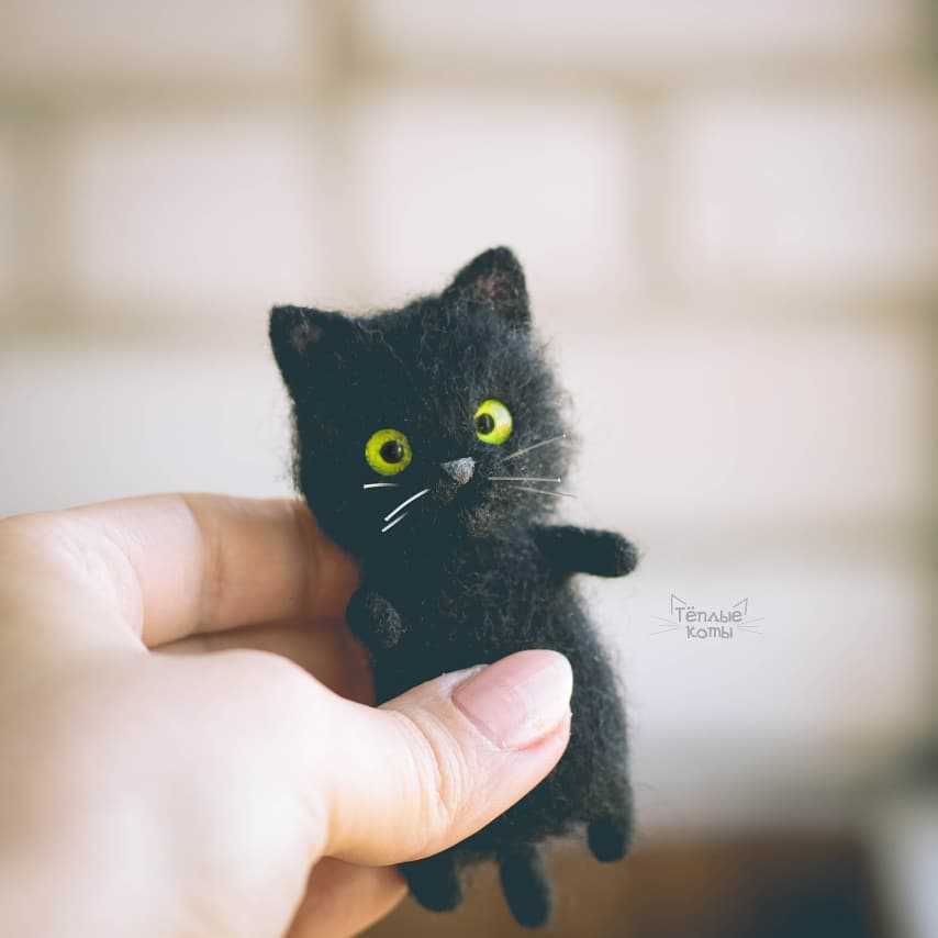 Little black cat