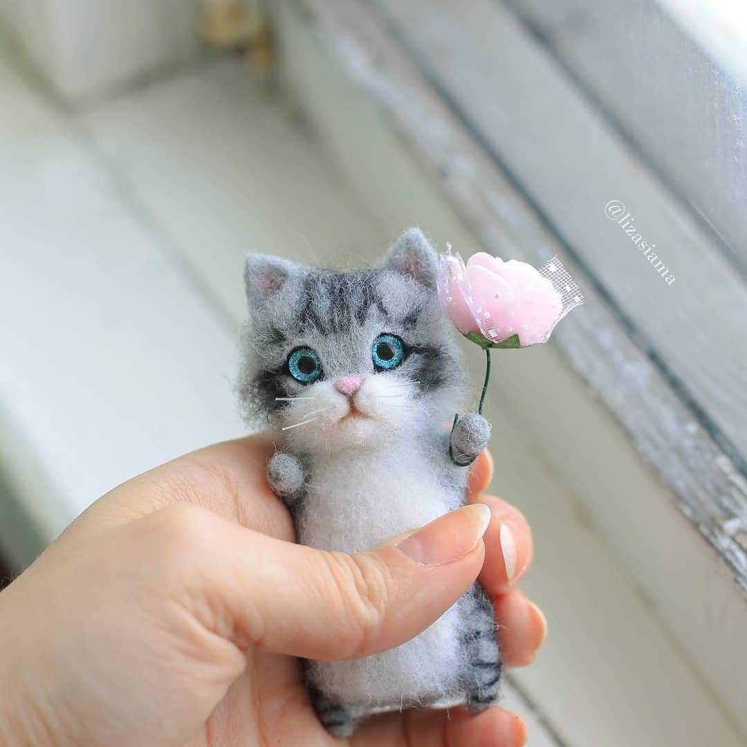 Beautiful short cat