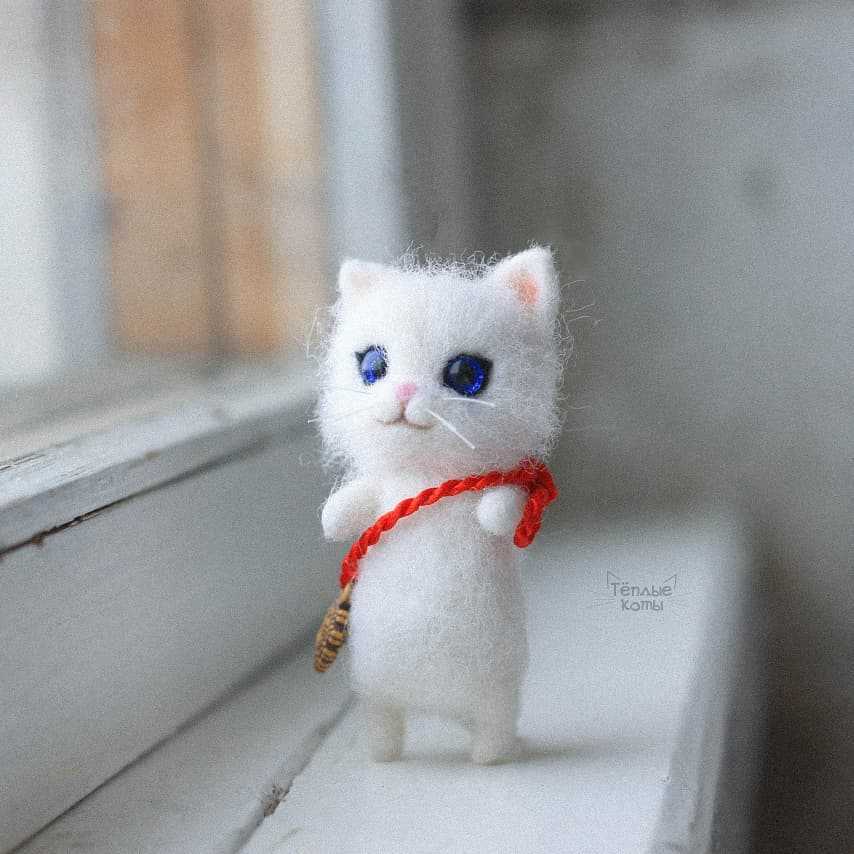 Little white cat