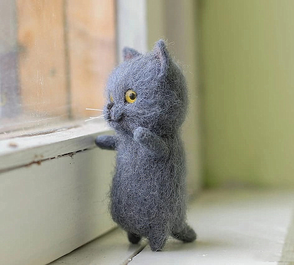 Blue cat