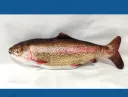 Rainbow Trout