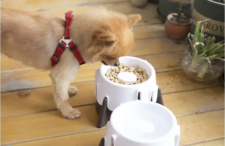 Wet and dry pet bowl
