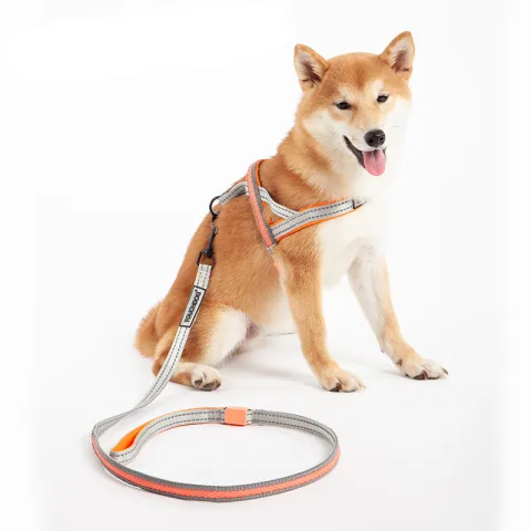 LED Dog Leash