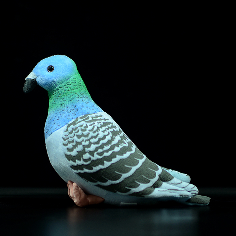 Pigeon