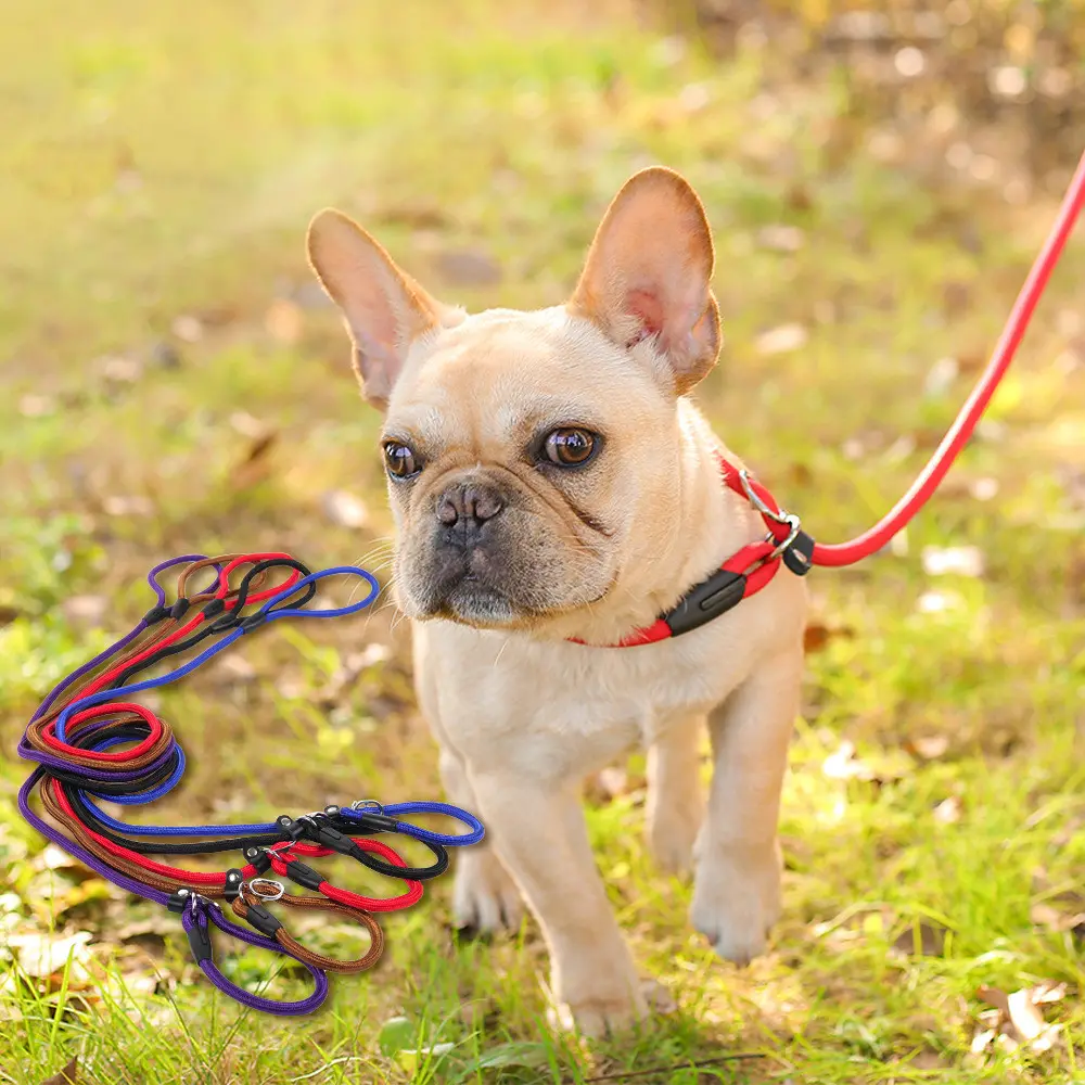 Dog leash pet