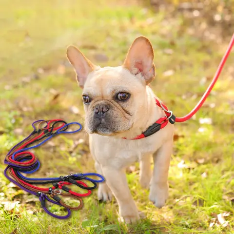 Dog Leash Dog Pet