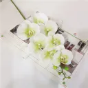 White Green