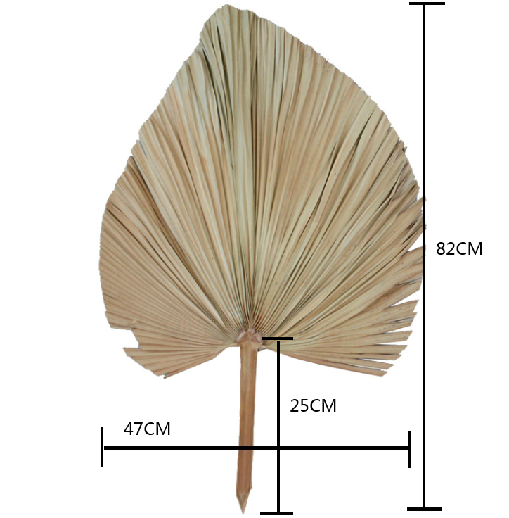 Palm Fan Leaf Dried Flower Palm Leaf Window Reception Party Art Wall Hanging Decoration Wedding Arch Arrangement — view 5