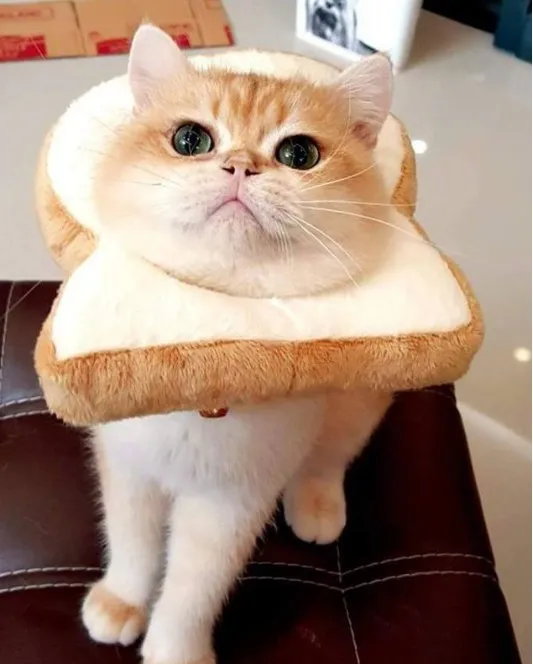 British short puppet cute bread slice cartoon headgear Toast Slices - Shop at LoveMi