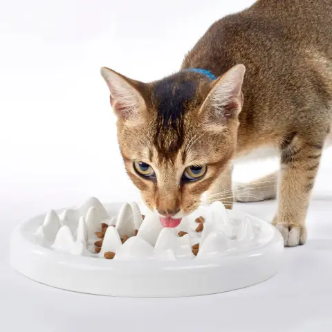 Slow Food Bowl Ceramic Cat