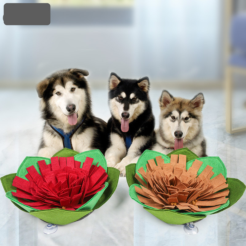 Dog weight loss training blanket