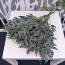 Greyish Green
