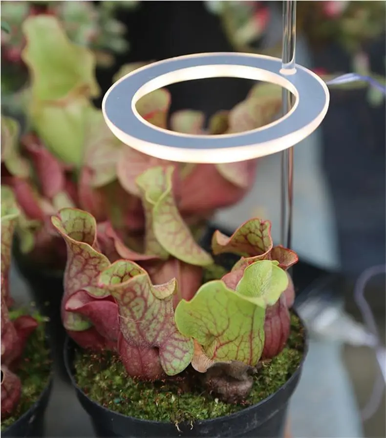 LED Grow Light Full Spectrum Phyto Grow Lamp USB Phyto Lamp for Plants Growth Lighting for Indoor Plant – image 4
