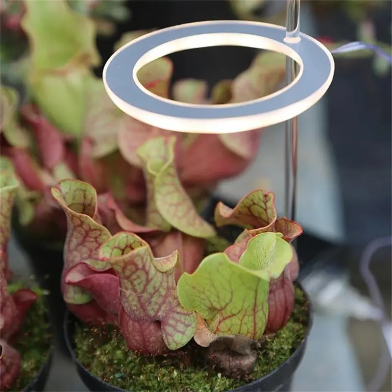 LED Grow Light Full Spectrum Phyto Grow Lamp USB Phyto Lamp for Plants Growth Lighting for Indoor Plant – image 2