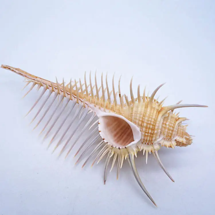Ancient Conch Comb Shell Aquarium Fish