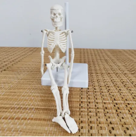 Teaching 21Cm Full Body Model Of Human Bone Spine Photo Color - Shop at LoveMi