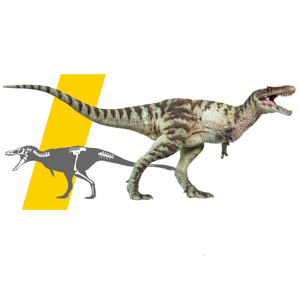 Dinosaur King Qianzhou Dragon Ashu Jurassic Simulation Of Prehistoric Animals