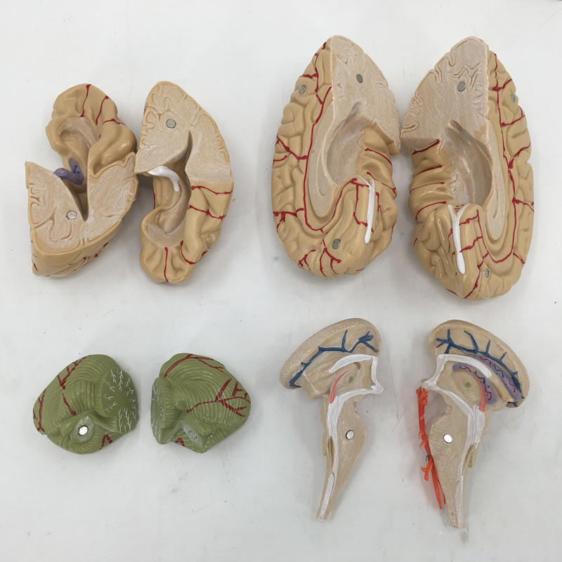 Brain Anatomy Model Brain Stem Brain Cerebellum Structure