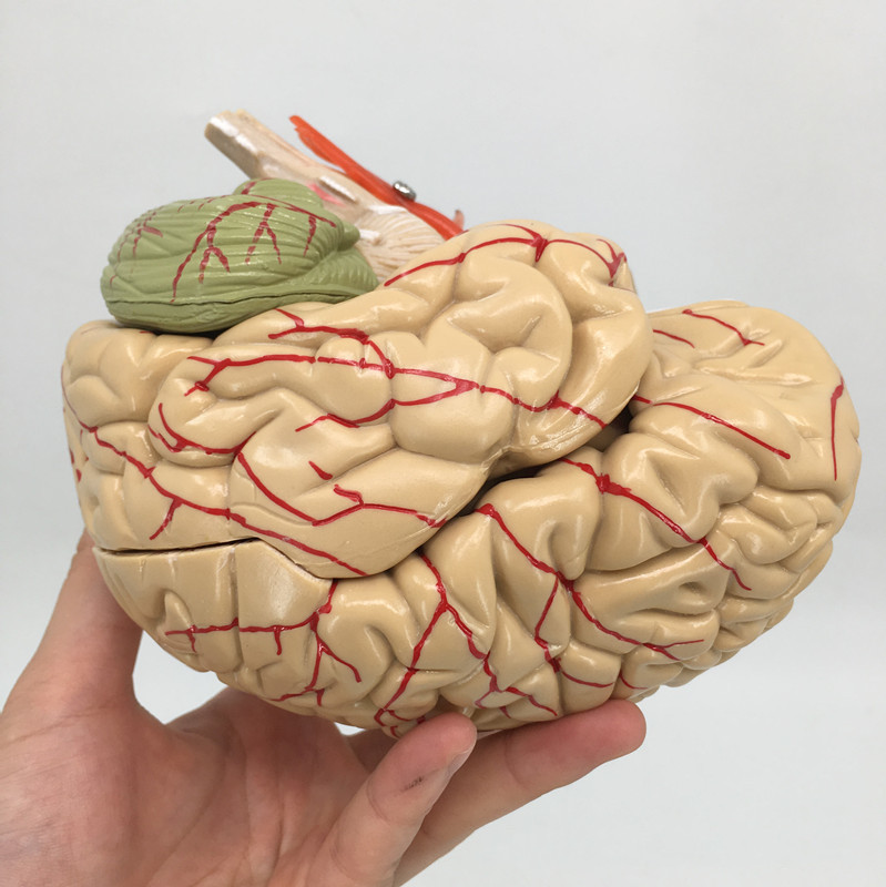 Brain Anatomy Model Brain Stem Brain Cerebellum Structure