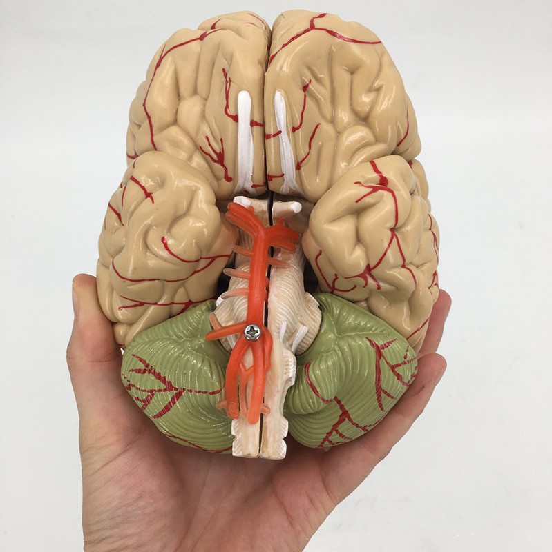 Brain Anatomy Model Brain Stem Brain Cerebellum Structure