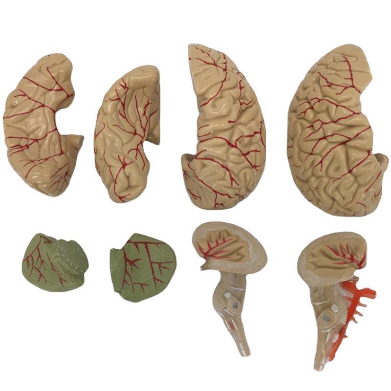 Brain Anatomy Model Brain Stem Brain Cerebellum Structure